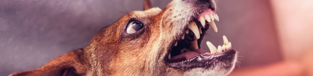 Dog Bite Injuries